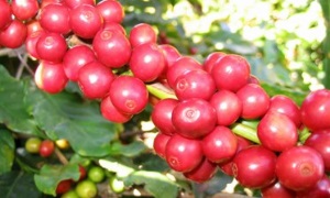 Lãnh đạo phát triển kinh tế - xã hội ở buôn đồng bào DTTS tại chỗ huyện Cư M’ gar